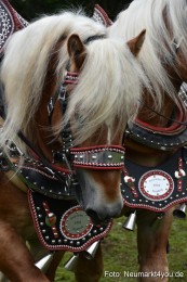 JURA-Volksfest-Pferdeshow-190819-0143