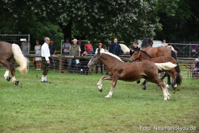 JURA-Volksfest-Pferdeshow-190819-0289