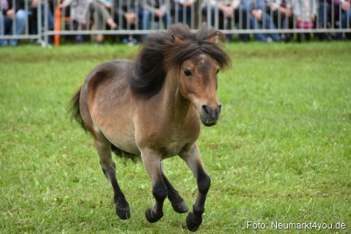 JURA-Volksfest-Pferdeshow-190819-0111