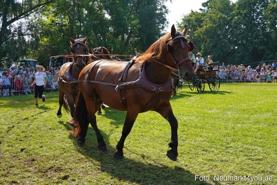 Pferde-und-Fohlenschau-JURA-Volksfest-2023-0178