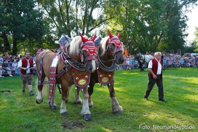 Pferde-und-Fohlenschau-JURA-Volksfest-2023-0075