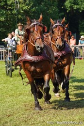 Pferde-und-Fohlenschau-JURA-Volksfest-2023-0183