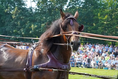 Pferde-und-Fohlenschau-JURA-Volksfest-2023-0181