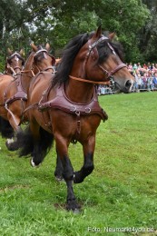 JURA-Volksfest-Pferdeshow-190819-0043