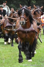 JURA-Volksfest-Pferdeshow-190819-0046