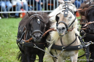 JURA-Volksfest-Pferdeshow-190819-0316