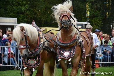 JURA-Volksfest-Pferdeshow-190819-0148