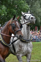 JURA-Volksfest-Pferdeshow-190819-0222