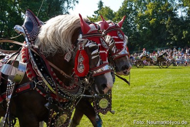Pferde-und-Fohlenschau-JURA-Volksfest-2023-0131