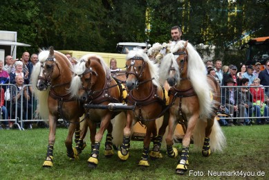 JURA-Volksfest-Pferdeshow-190819-0366