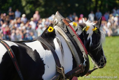Pferde-und-Fohlenschau-2025-0139