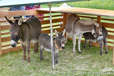 Eselrennen-Fruehlingsfest-2022-0180