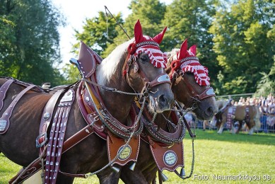 Pferde-und-Fohlenschau-2025-0046