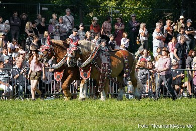Pferde-und-Fohlenschau-2025-0020