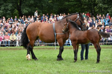 JURA-Volksfest-Pferdeshow-190819-0287