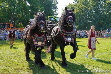 Pferde-und-Fohlenschau-JURA-Volksfest-2023-0217