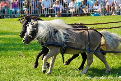Pferde-und-Fohlenschau-JURA-Volksfest-2023-0048
