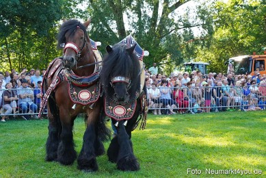 Pferde-und-Fohlenschau-JURA-Volksfest-2023-0068