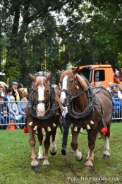 JURA-Volksfest-Pferdeshow-190819-0136