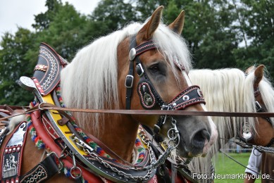 JURA-Volksfest-Pferdeshow-190819-0091