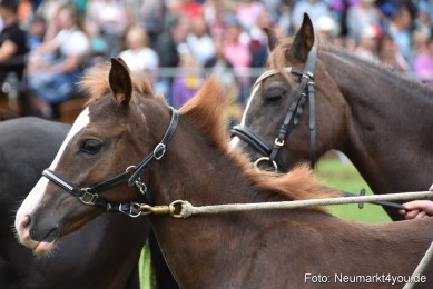 JURA-Volksfest-Pferdeshow-190819-0315