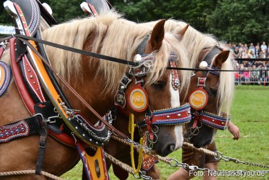 JURA-Volksfest-Pferdeshow-190819-0099