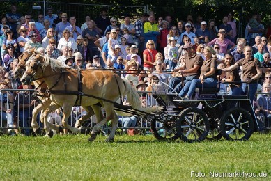 Pferde-und-Fohlenschau-2025-0096