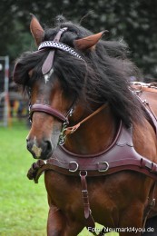 JURA-Volksfest-Pferdeshow-190819-0047
