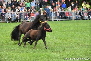 JURA-Volksfest-Pferdeshow-190819-0012