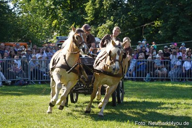 Pferde-und-Fohlenschau-2025-0097