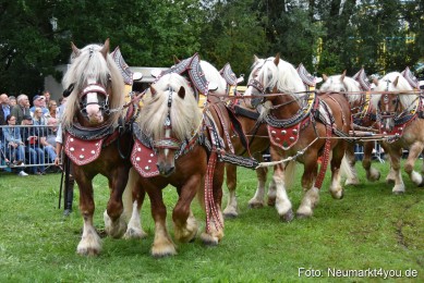 JURA-Volksfest-Pferdeshow-190819-0086