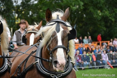 JURA-Volksfest-Pferdeshow-190819-0010