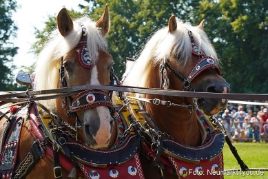 Pferde-und-Fohlenschau-JURA-Volksfest-2023-0187