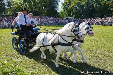 Pferde-und-Fohlenschau-2025-0142
