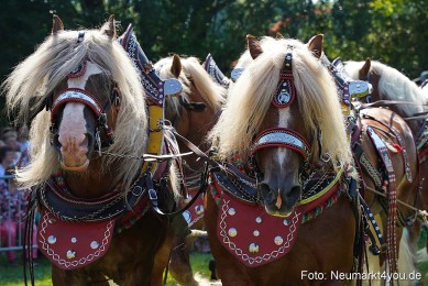 Pferde-und-Fohlenschau-JURA-Volksfest-2023-0186
