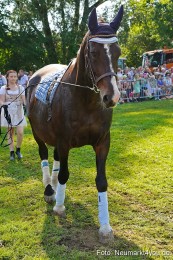 Pferde-und-Fohlenschau-JURA-Volksfest-2023-0107