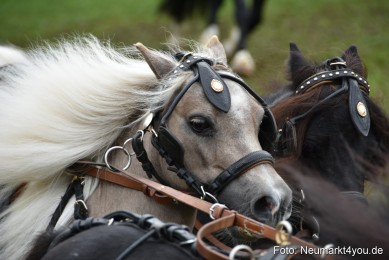 JURA-Volksfest-Pferdeshow-190819-0317