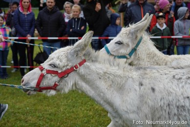 Eselrennen-Fruehlingsfest-2022-0025