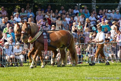 Pferde-und-Fohlenschau-JURA-Volksfest-2023-0067