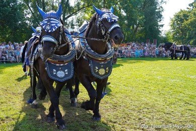 Pferde-und-Fohlenschau-JURA-Volksfest-2023-0193