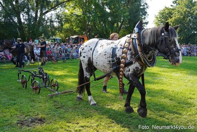 Pferde-und-Fohlenschau-JURA-Volksfest-2023-0077