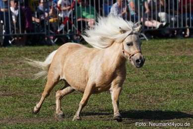 Pferde-und-Fohlenschau-2022-0085-
