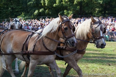 Pferde-und-Fohlenschau-2022-0135-