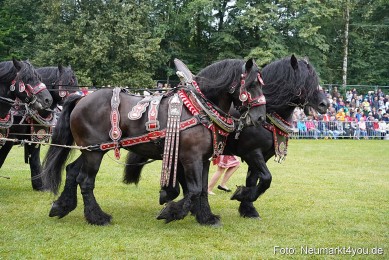 Pferde-und-Fohlenschau-2024-0036