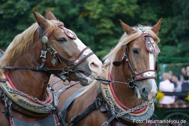 Pferde-und-Fohlenschau-2024-0122
