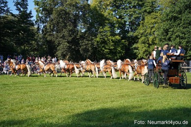 Pferde-und-Fohlenschau-2025-0013