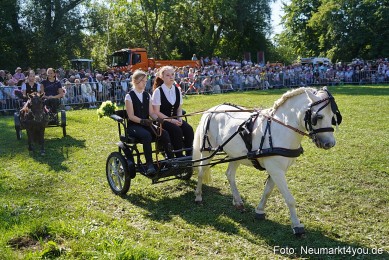Pferde-und-Fohlenschau-2025-0111
