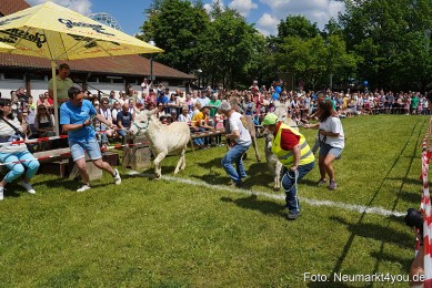 Eselrennen-Fruehlingsfest-Neumarkt-2024-0008