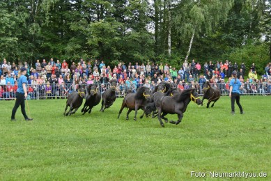 JURA-Volksfest-Pferdeshow-190819-0014