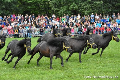 JURA-Volksfest-Pferdeshow-190819-0017